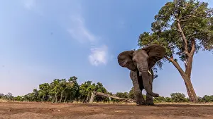 Manoj Shah: Afrucan Elephant walking for feeding in the marsh