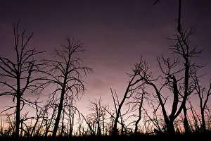 Wildfires: After-effects of major forest fire in Mesa Verde