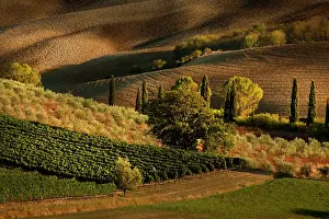 D Orcia: Afternoon light on vineyard and olive trees, Tuscany