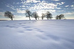 Beeches: Afternoon with snow at the wind beeches on the Schauinsland