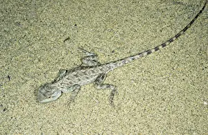 Kara: Agama / Agamid Lizard - camouflaged by sand pattern