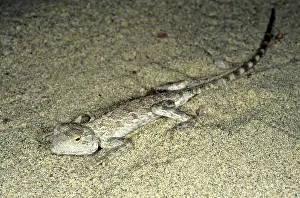 Karakum: Agama / Agamid Lizard - sand dunes of Karakum desert