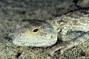 Karakum: Agama / Agamid Lizard - sand dunes of Karakum desert