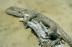 Kara: Agama Lizard - on a dry bush watching for prey