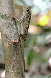 Acanthosaura: Agamid lizard