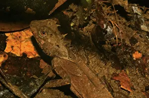 Quang: Agamid lizard