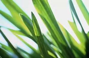 Agapanthus: Agapanthus