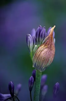 Agapanthus: Agapanthus
