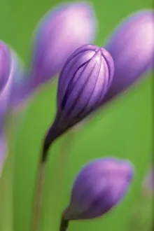 Agapanthus: Agapanthus
