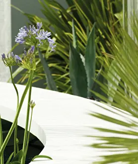 Designer: Agapanthus