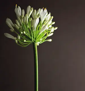 Agapanthus: Agapanthus
