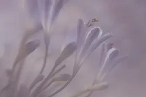 Agapanthus: Agapanthus
