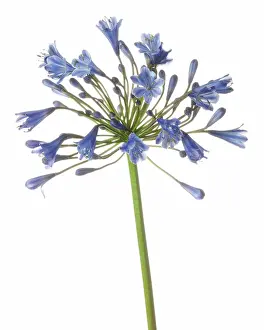 Agapanthus: Agapanthus