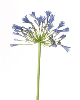 Agapanthus: Agapanthus