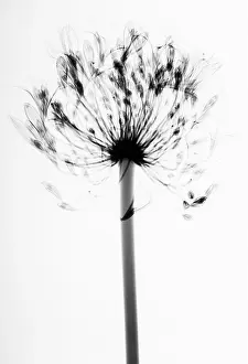 Agapanthus: Agapanthus