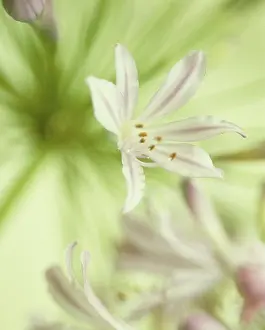 Agapanthus: Agapanthus