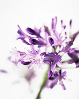 Agapanthus: Agapanthus