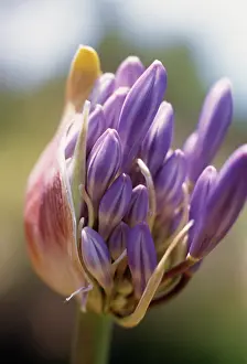 Agapanthus: Agapanthus