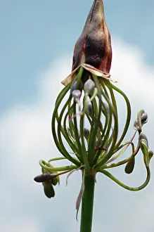 Agapanthus: Agapanthus