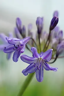 Agapanthus: Agapanthus