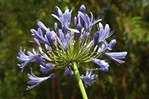 Agapanthus: Agapanthus