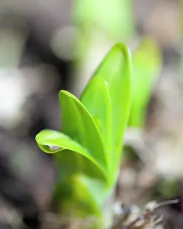 Agapanthus: Agapanthus