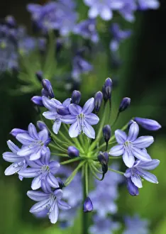 Agapanthus: Agapanthus