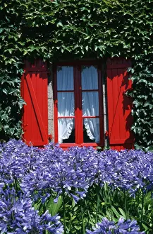 Agapanthus: Agapanthus