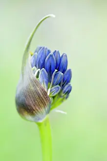 Agapanthus: Agapanthus