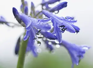 Agapanthus: Agapanthus