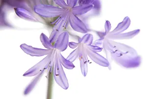 Agapanthus: Agapanthus