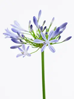 Agapanthus: Agapanthus