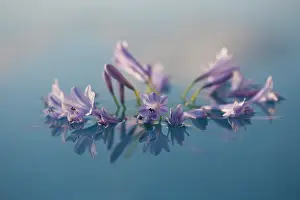 Agapanthus: Agapanthus