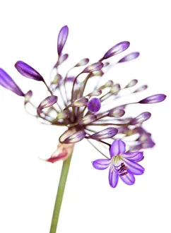 Agapanthus: Agapanthus