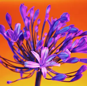 Agapanthus: Agapanthus