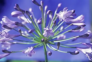 Agapanthus: Agapanthus