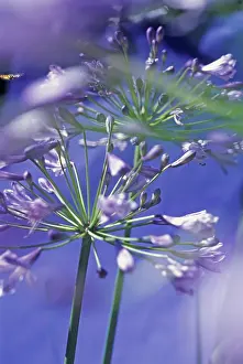 Agapanthus: Agapanthus