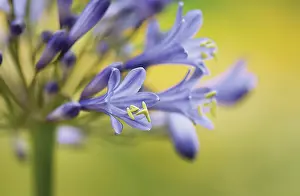 Agapanthus: Agapanthus