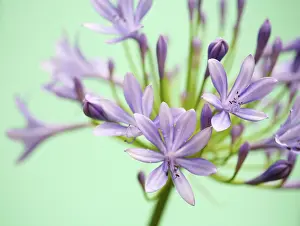 Agapanthus: Agapanthus