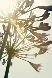 Flare: Agapanthus