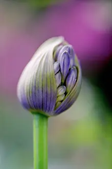 Agapanthus: Agapanthus