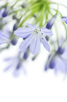 Agapanthus: Agapanthus