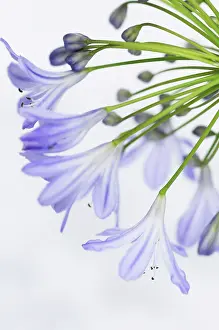 Agapanthus: Agapanthus