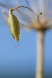 Poise: Agapanthus