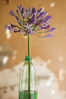 Resourceful: Agapanthus