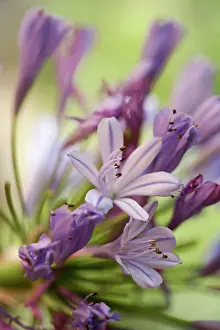 Agapanthus: Agapanthus