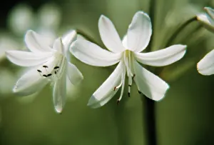 Agapanthus: Agapanthus