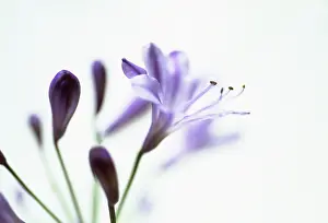 Radiant: Agapanthus