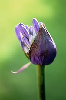 Agapanthus: Agapanthus