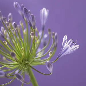 Connected: Agapanthus